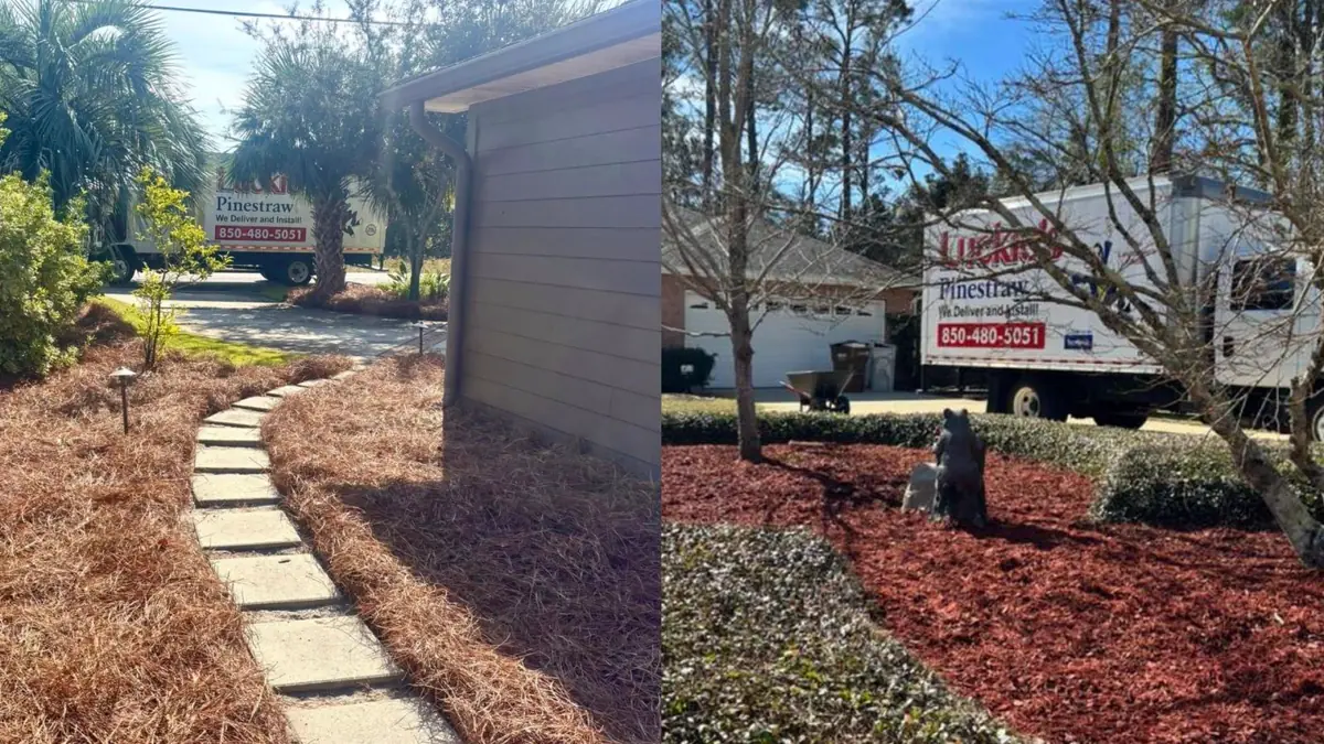 Natural tan straw on the left, dyed red on the right, company truck in both