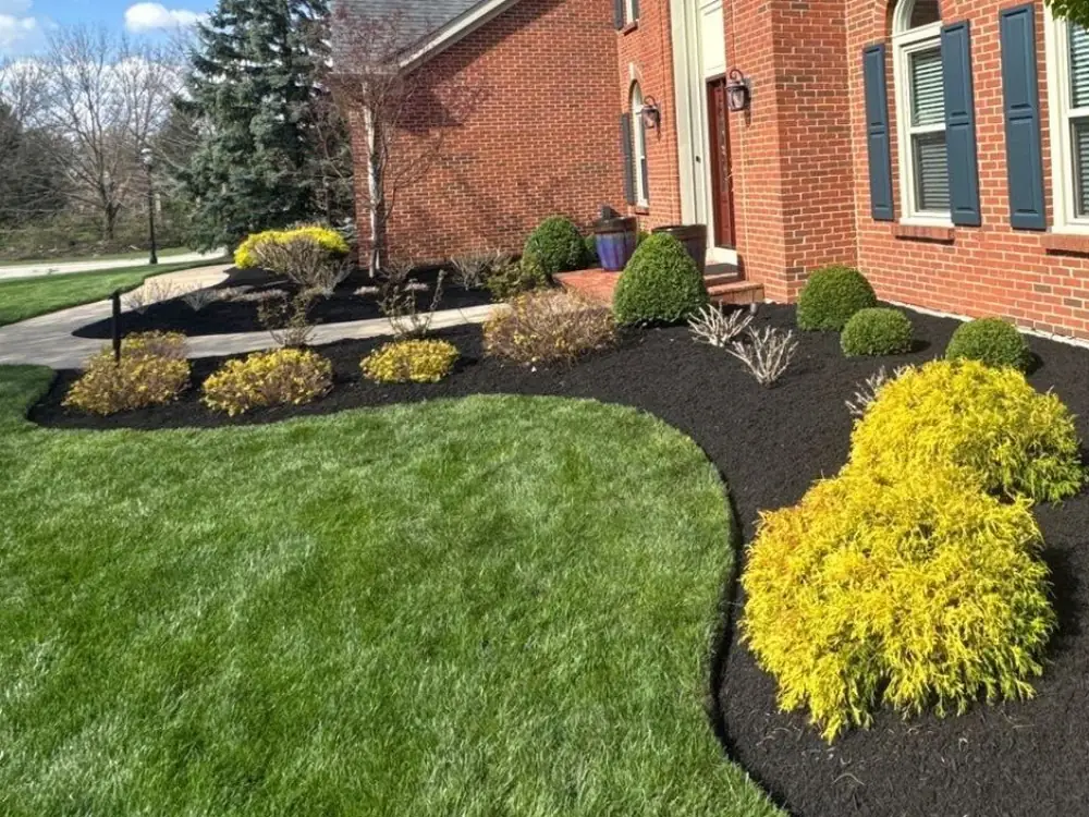 Sweeping black mulch beds around a red brick home planted with vivid golden shrubs — pine straw and mulch installation for Pace, FL properties