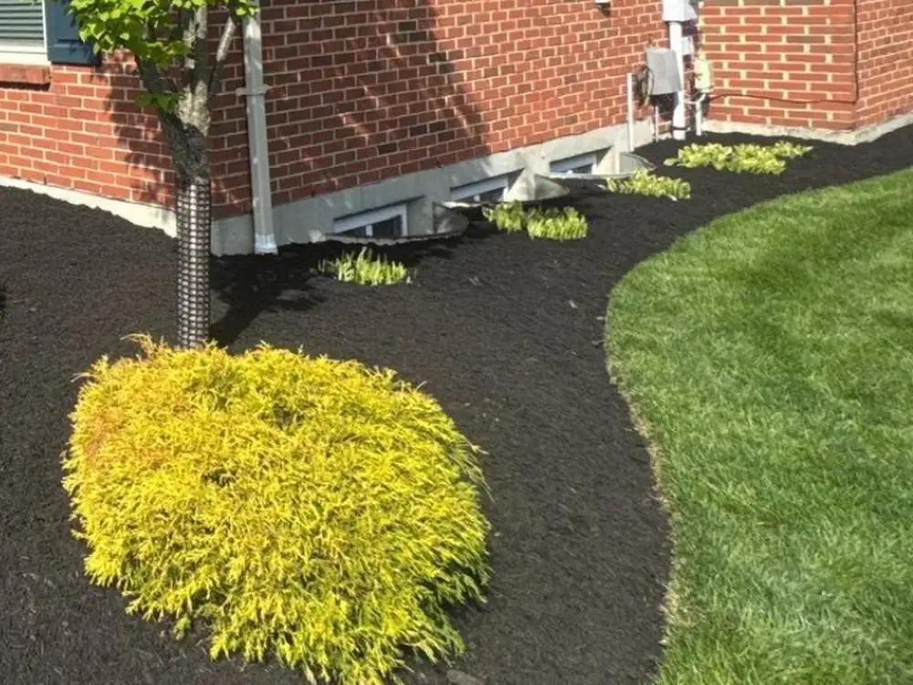 Deep black mulch running along a brick foundation past a bright golden cypress shrub