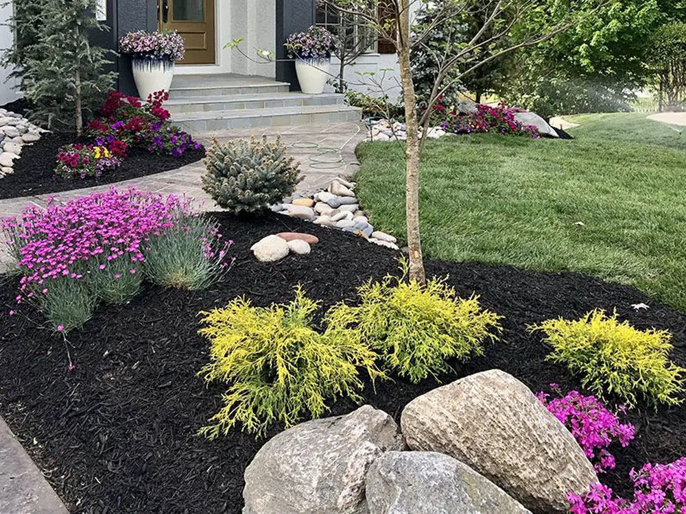Black mulch surrounding gold cypress shrubs and purple blooms at a home's front entry