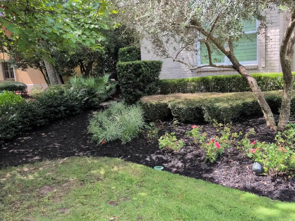 Dark mulch laid around boxwood hedges, ornamental grasses and blooming pink roses — Luckie's Pinestraw, Pace and the Gulf Coast