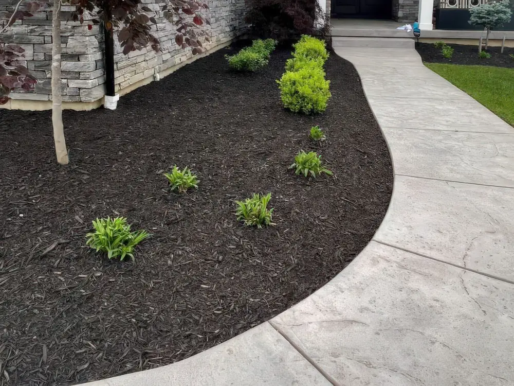Crisp mulch edge curving tight along a stamped concrete walkway after a fresh install