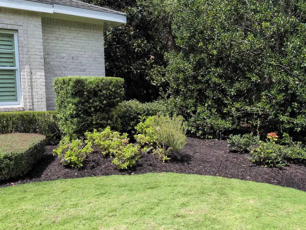 Luckie's Pinestraw mulch installation edging a foundation bed of azaleas beside a clipped hedge