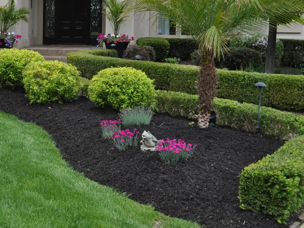 Manicured boxwood, palm and pink dianthus set in freshly spread black mulch
