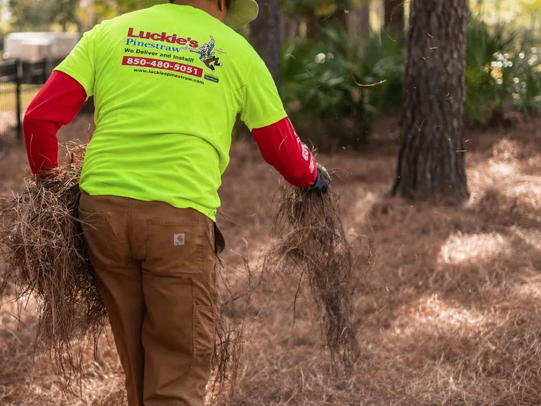 Spreading by hand under the pines Seen from behind, a Luckie's Pinestraw installer tosses loose handfuls of straw under pines