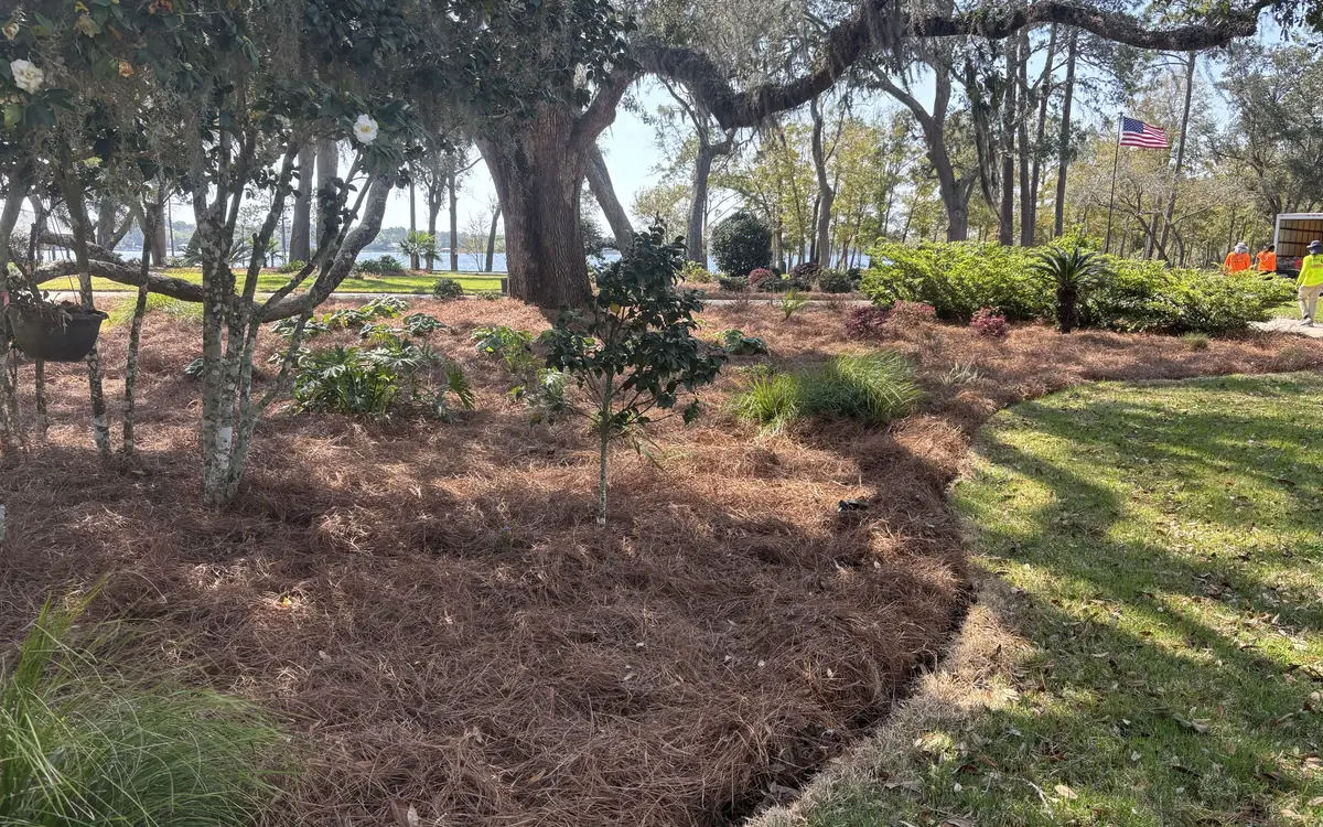 Oak beds by the water Wide straw beds curving around mossy oaks on a waterfront lawn, crew working beyond