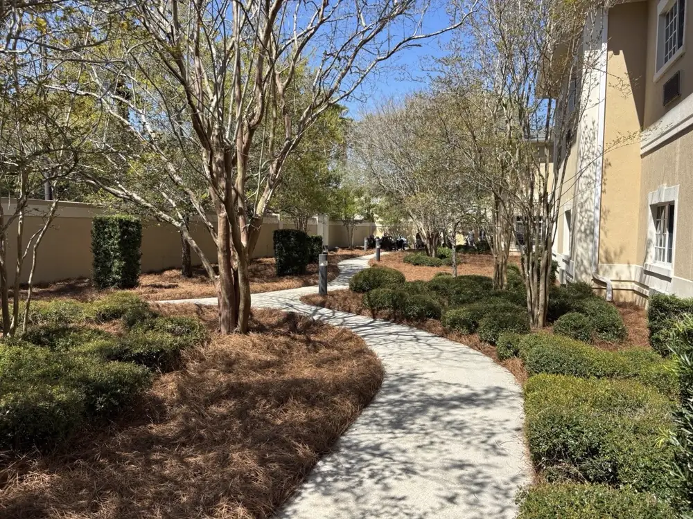 Boxwood balls and bare crape myrtles set in straw beds beside a stucco courtyard — Luckie's Pinestraw, Cantonment and the Gulf Coast