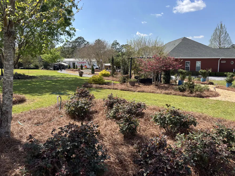 Sun-faded straw fills curved island beds of roses and loropetalum across an open lawn — Luckie's Pinestraw, Navarre and the Gulf Coast