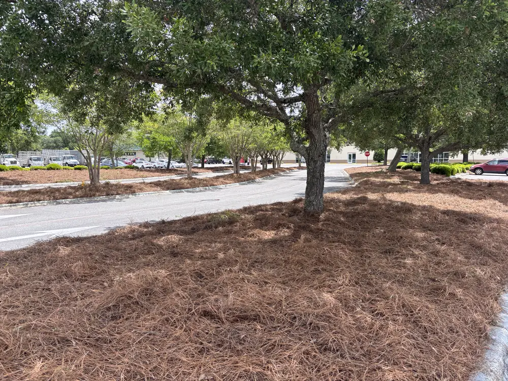 One live oak centred in a wide commercial island covered end to end in straw — the finish we bring to Navarre, FL landscapes