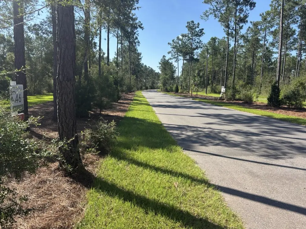 Tall longleaf pines shading a mown verge along a quiet paved neighborhood road