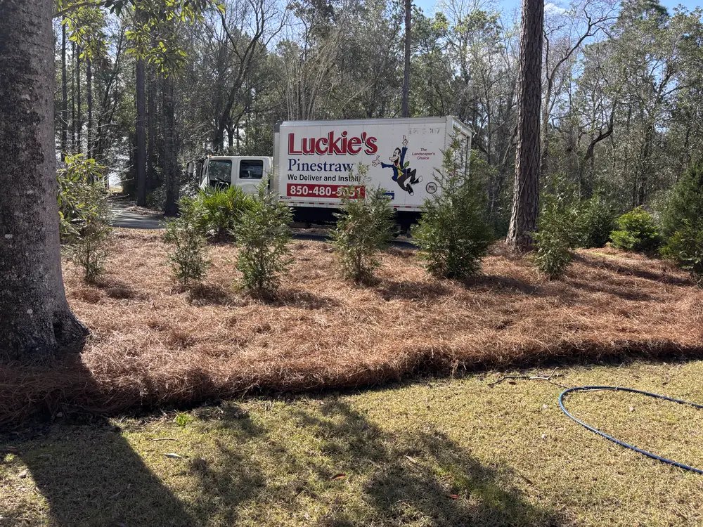 Wide bed of freshly laid straw on a wooded drive, delivery truck waiting behind — Luckie's Pinestraw, serving Cantonment, FL