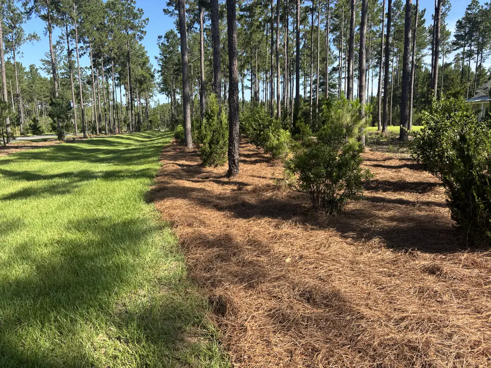 Natural longleaf straw laid under tall pines with a clean edge against the mown lawn