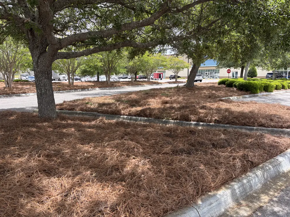 Curbed parking islands blanketed in straw beneath spreading live oaks at a retail center — pine straw and mulch installation for Navarre, FL properties