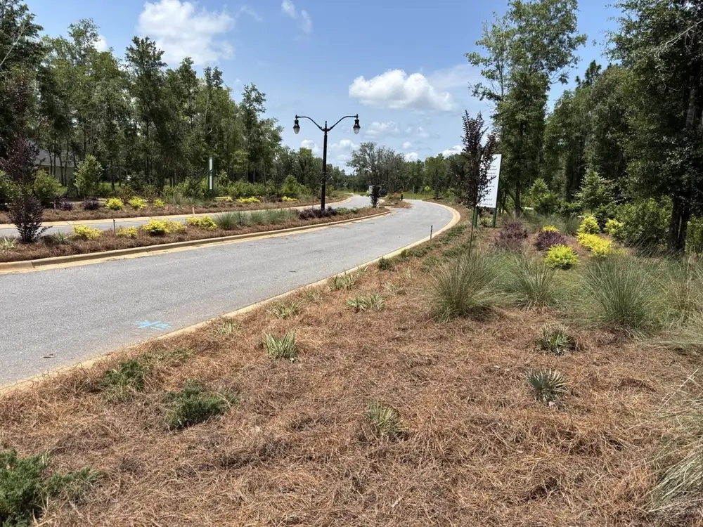 Straw-covered roadside beds with ornamental grasses lining a new subdivision street