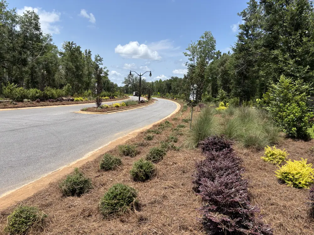 Muhly grass and purple loropetalum planted through straw beds where a new road curves