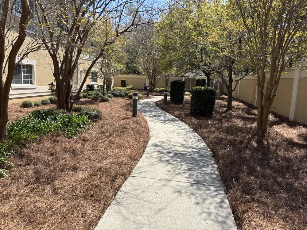 Winding concrete path edged both sides with fresh straw beneath crape myrtles and boxwoods — the finish we bring to Perdido, FL landscapes